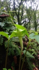 Arisaema macrospathum