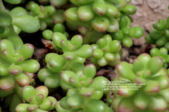 Sedum lucidum