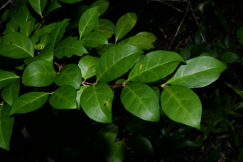 Foto de Buddleia