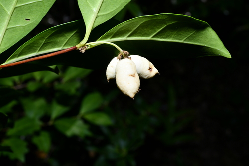 Foto de Buddleia