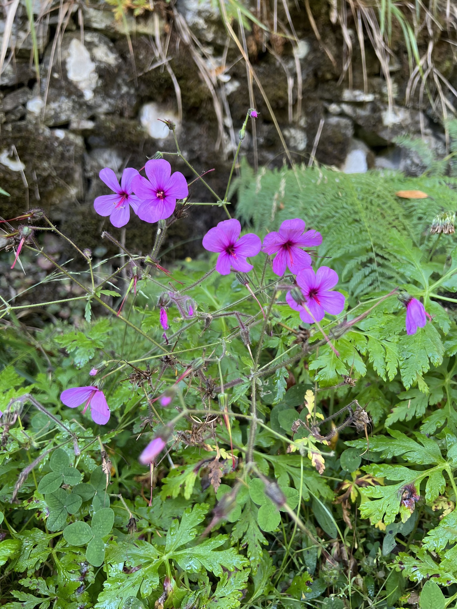 Geranium palmatum