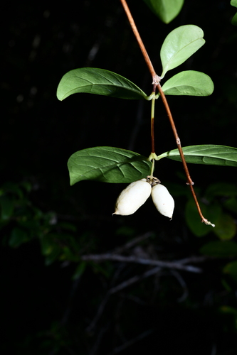 Foto de Buddleia