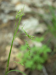 Carex arctata