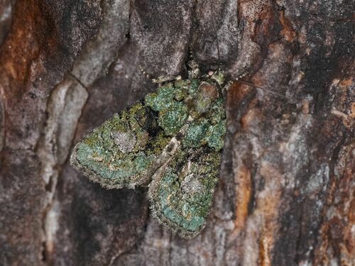 Tree-lichen Beauty photo 4