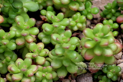 Sedum lucidum