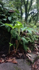 Arisaema macrospathum