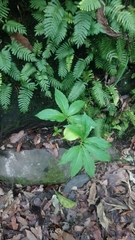 Arisaema macrospathum