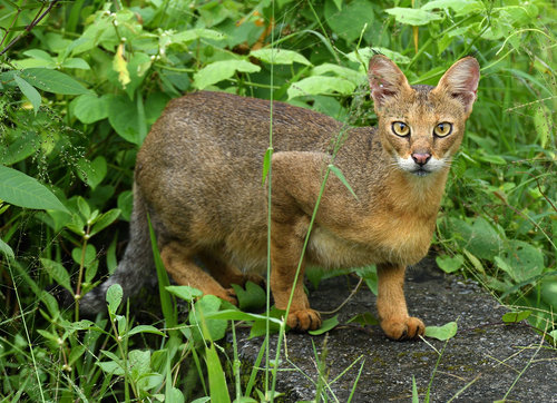 Jungle Cat (Felis chaus)