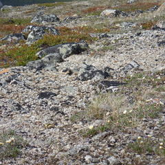 Papilio machaon aliaska