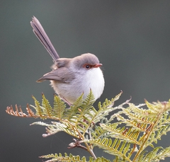 Superb Fairywren photo 5