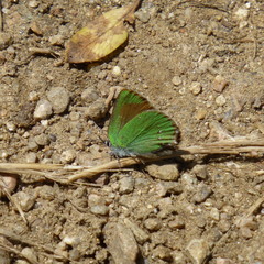 Callophrys affinis