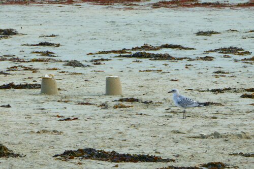 Mouette mélanocéphale, jeune