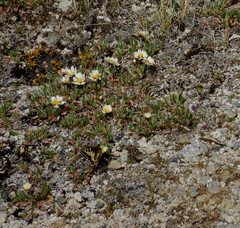 Papilio machaon aliaska
