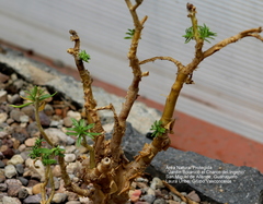 Sedum frutescens
