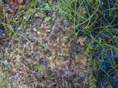 Sphagnum magellanicum