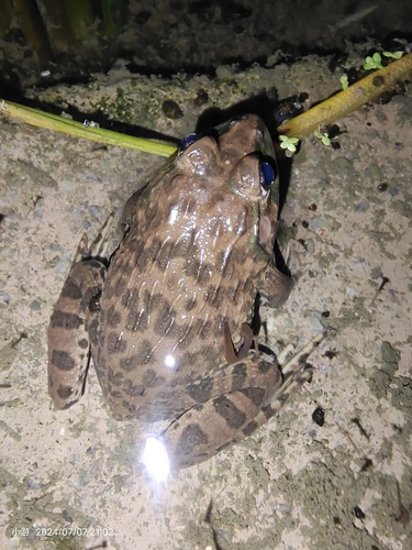 East Asian Bullfrog