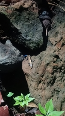 Plestiodon indubitus