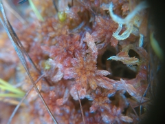 Sphagnum rubellum