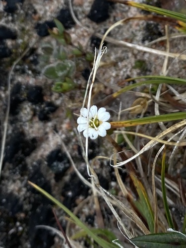 Mouse-ear chickweed (Cerastium arcticum)