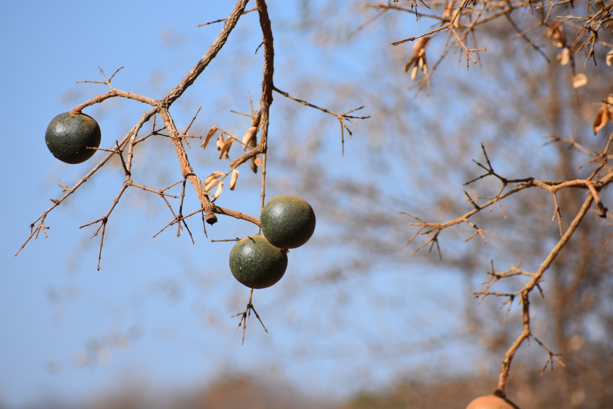 Corky Monkey Orange (Strychnos cocculoides)