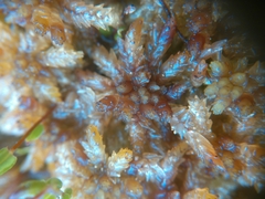 Sphagnum magellanicum