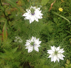 Nigella damascena