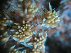 Sphagnum imbricatum