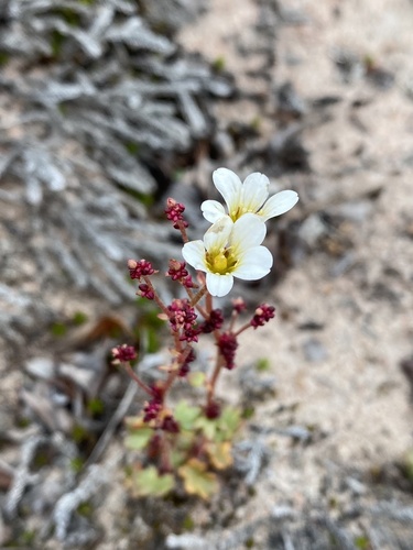 Nodding saxifrage (Saxifraga cernua)