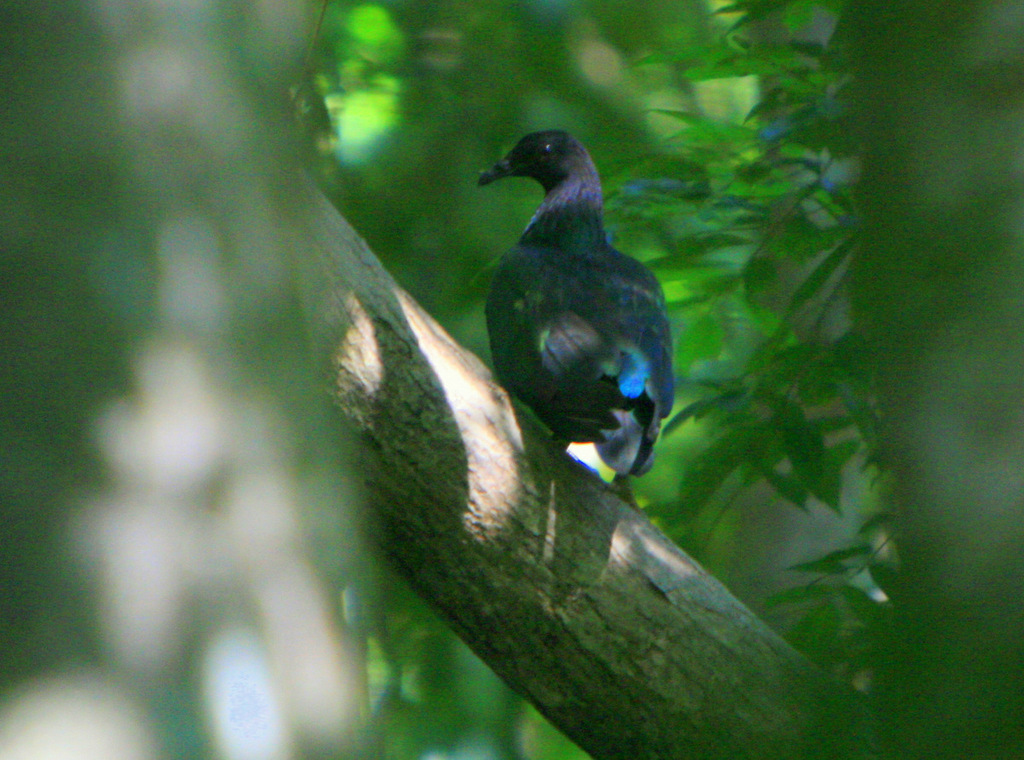 Common Wood Pigeon (Birds of Serbia - guide - old) · iNaturalist