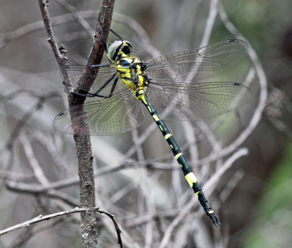 Superb Emerald