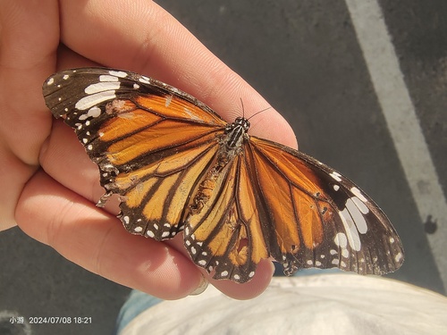 Common Tiger Butterfly