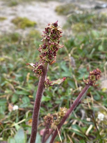 Image of Micranthes hieraciifolia by (c) Ingvild Riska, some rights reserved (CC BY)