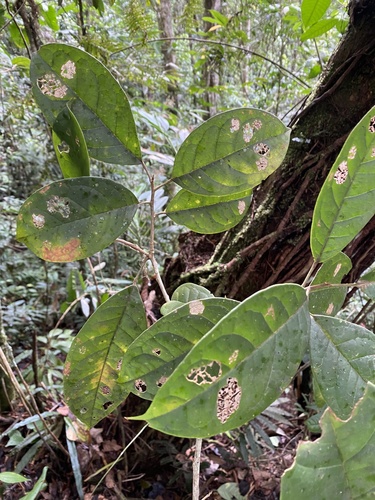 Hieronyma oblonga - Whole tree