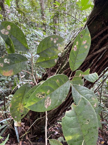 Hieronyma oblonga - Whole tree