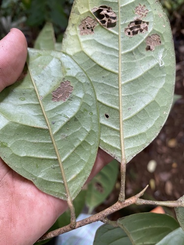 Hieronyma oblonga - Leaves