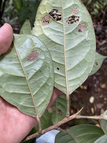 Hieronyma oblonga - Leaves