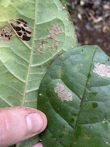Hieronyma oblonga - Whole tree