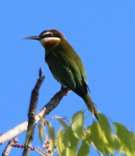 Olive Bee-eater
