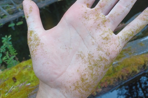 Image of Whip Fork Moss (Dicranum flagellare) by (c) Quinten Wiegersma, some rights reserved (CC BY)