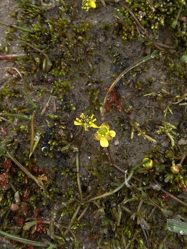 Image of Ranunculus hyperboreus by (c) Ingvild Riska, some rights reserved (CC BY)