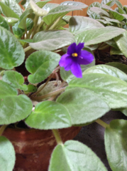 Streptocarpus ionanthus