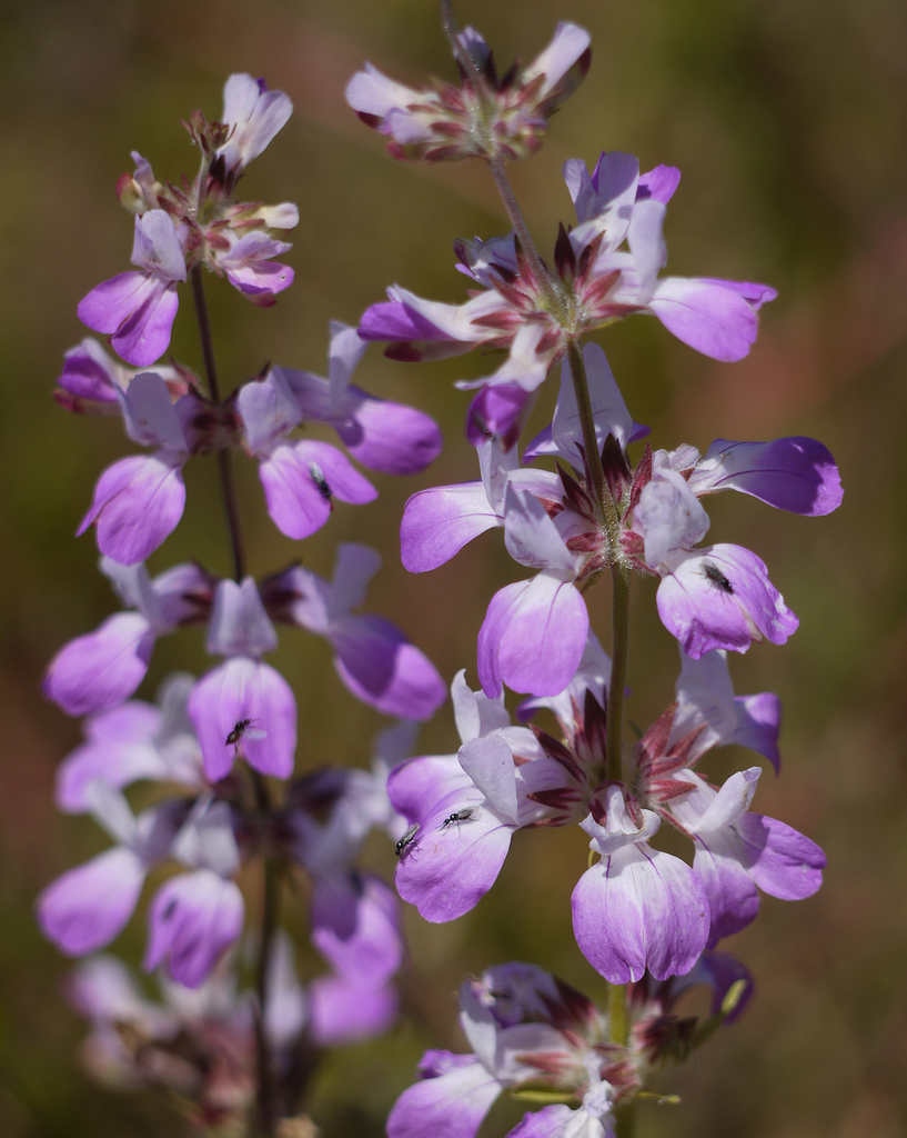 White Blue-eyed Mary