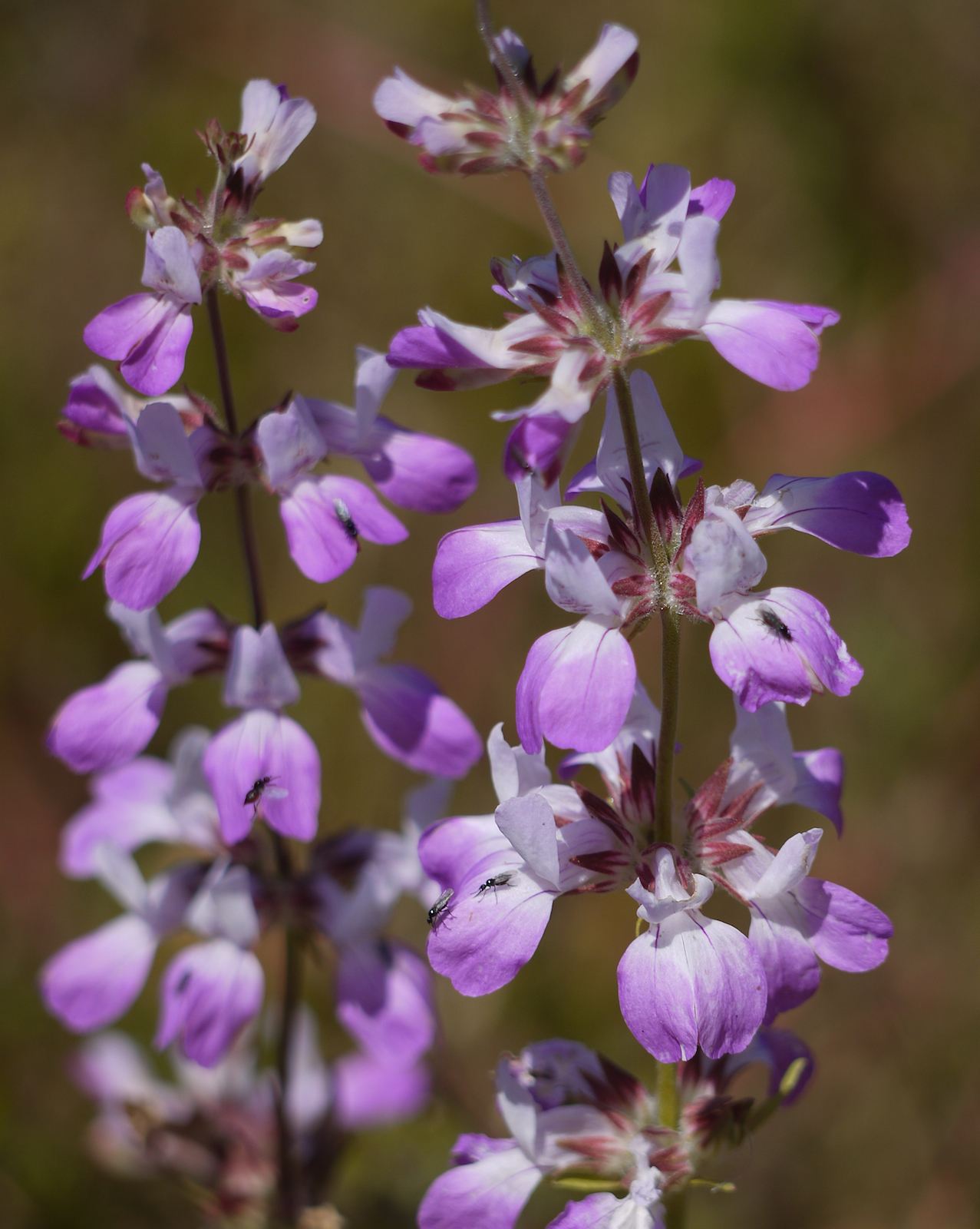 Collinsia bartsiifolia