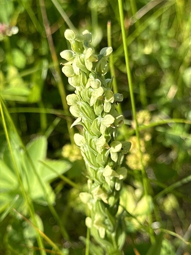 Image of Platanthera hyperborea by (c) Rosario, some rights reserved (CC BY)