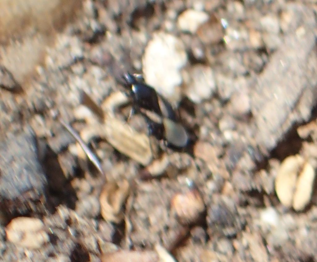 Orius tristicolor from jefferson culver city ca usa on june 8 2019