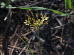 Triteleia ixioides anilina