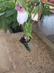 Xylocopa nasalis