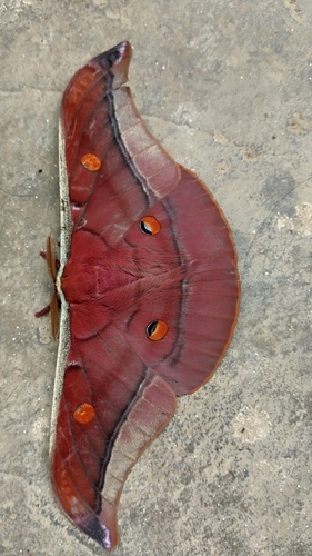 Assam silkmoth
