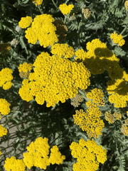Achillea filipendulina