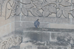 Falco peregrinus
